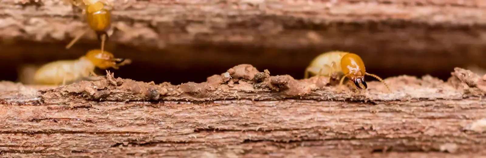 termites on wood