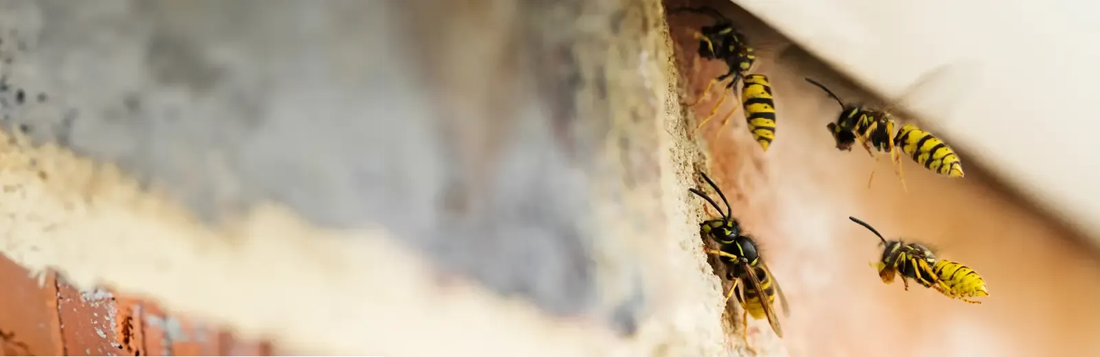 wasps going into a house