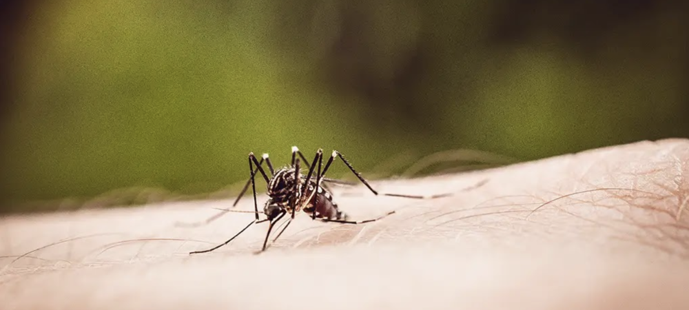 zoomed image of mosquito biting skin
