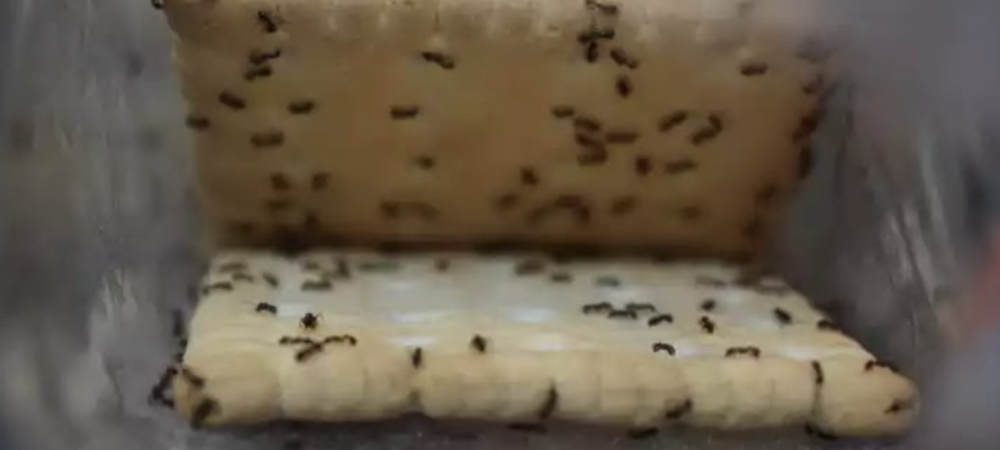 ants on crackers
