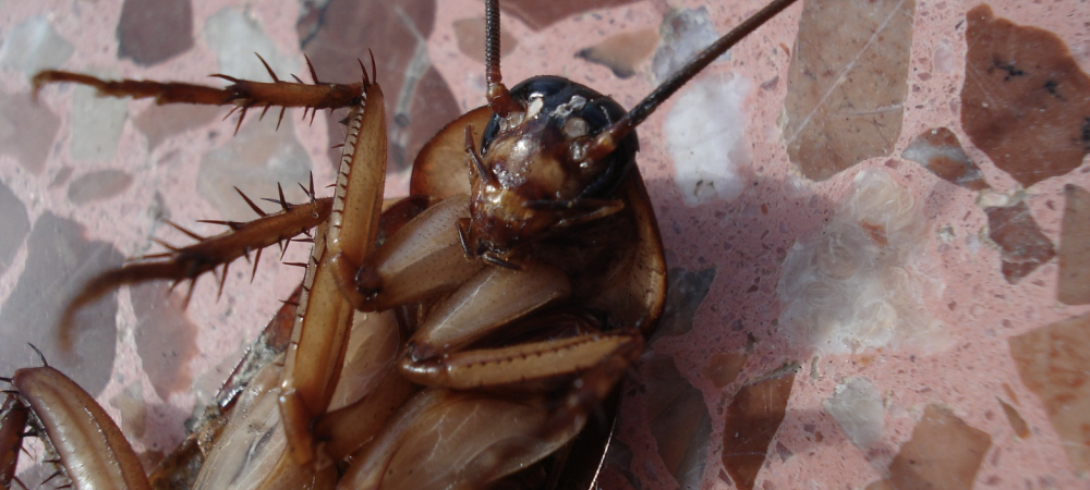 dead cockroach lying on ground