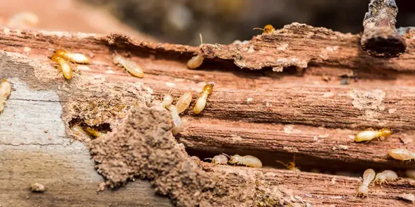 termite damage in south carolina