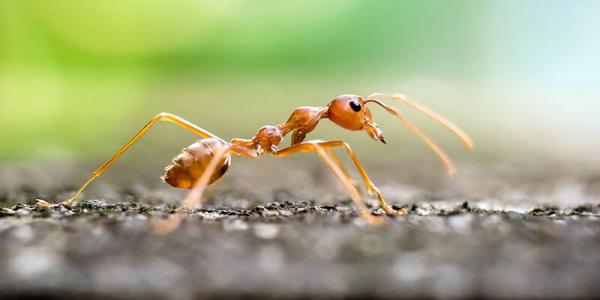 Fire ant