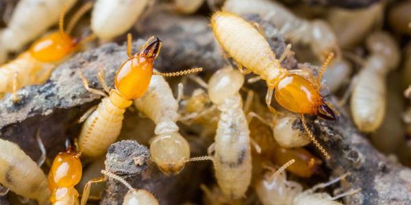 termite