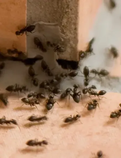 ants
