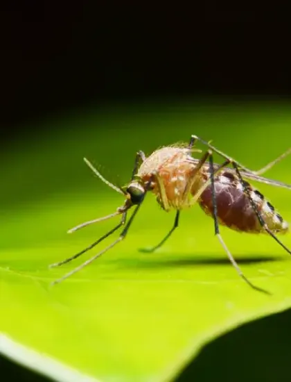 mosquito on a leaf