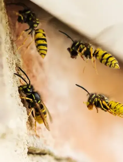 wasps