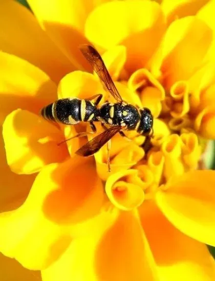 yellow-jacket on flower