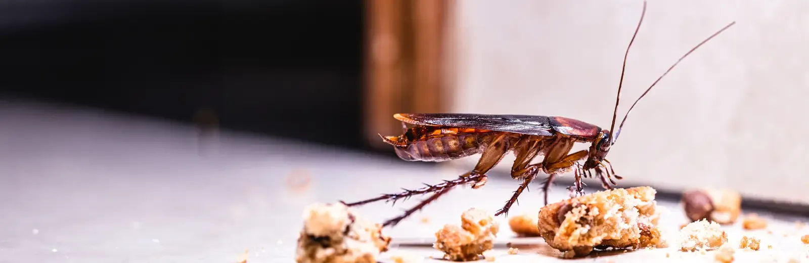 cockroach