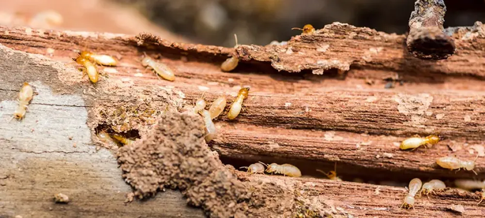 termite damage in south carolina