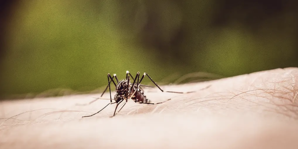 zoomed image of mosquito biting skin