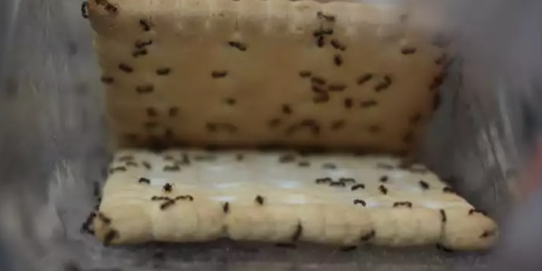 ants on crackers