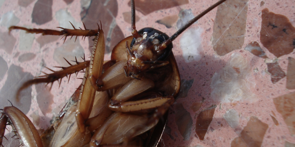 dead cockroach lying on ground